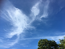 何に見えますか？